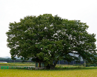 교목 : 느티나무 이미지