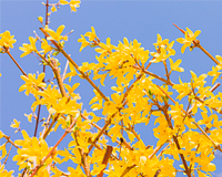 교화 : 개나리 이미지